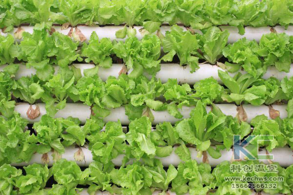 無土栽培，無土栽培技術(shù)，無土栽培設(shè)備