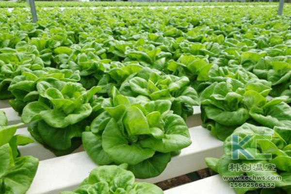 無土栽培，無土栽培技術，無土栽培設備