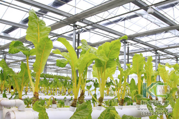 無(wú)土栽培,無(wú)土栽培技術(shù),無(wú)土栽培設(shè)備