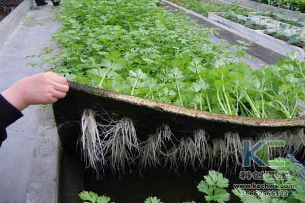 無(wú)土栽培技術(shù)，溫室大棚造價(jià)，無(wú)土栽培，溫室大棚