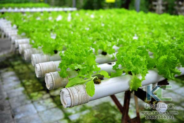 無土栽培，無土栽培技術(shù)，無土栽培設(shè)備，蔬菜栽培