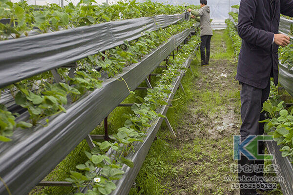 無土栽培技術，無土栽培設備，無土栽培，溫室大棚