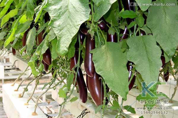 無土栽培技術(shù)，無土栽培設備，無土栽培，溫室大棚