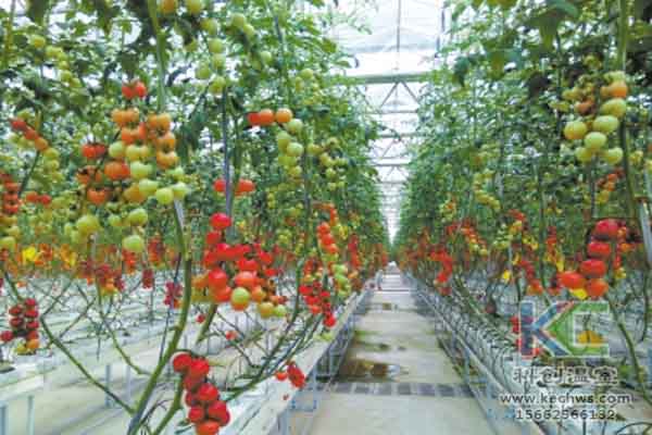 無土栽培技術(shù)，溫室大棚造價(jià)，蔬菜大棚，無土栽培