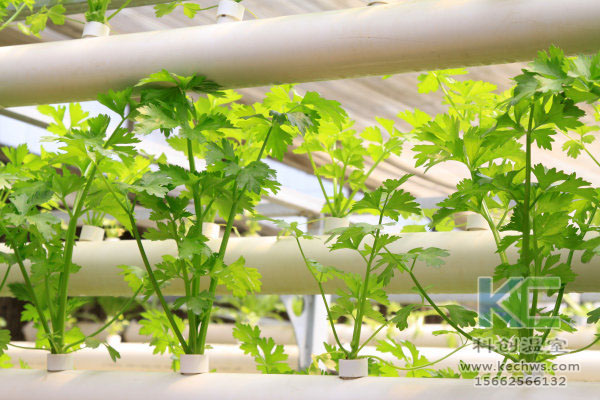 無土栽培技術，魚菜共生系統，無土栽培，溫室大棚