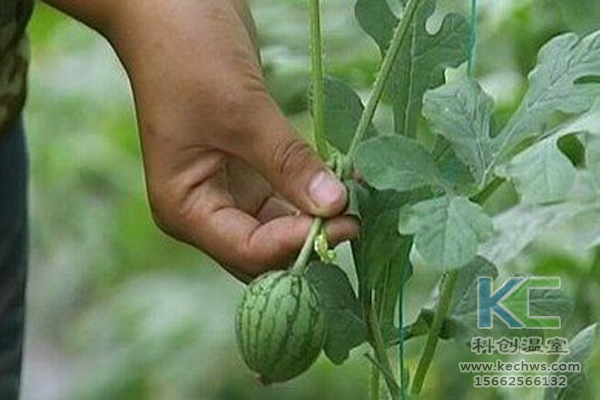 無土栽培蔬菜，無土栽培技術，無土栽培設備，溫室大棚