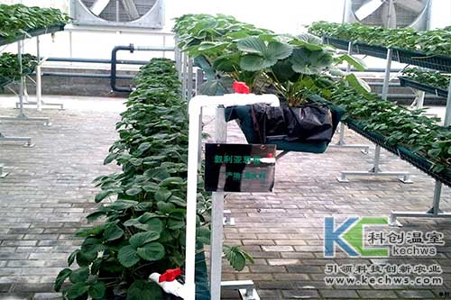 無(wú)土栽培設(shè)備,無(wú)土栽培,無(wú)土栽培技術(shù)