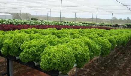 無土栽培，無土栽培技術(shù)，無土栽培設(shè)備