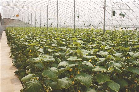 無土栽培，無土栽培技術，無土栽培設備