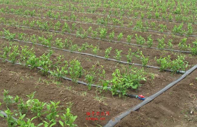 無土栽培，無土栽培技術，無土栽培設備