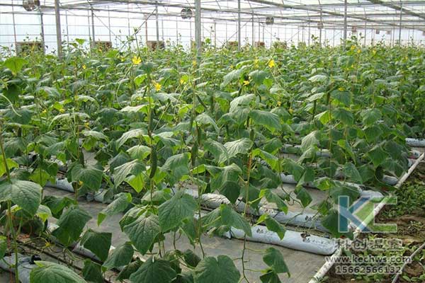無(wú)土栽培，無(wú)土栽培技術(shù)，無(wú)土栽培設(shè)備
