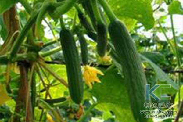 無土栽培，無土栽培技術，無土栽培設備