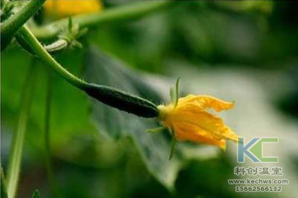 無土栽培，無土栽培技術，無土栽培設備