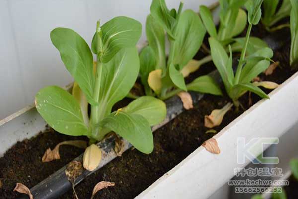 無(wú)土栽培，無(wú)土栽培技術(shù)，無(wú)土栽培設(shè)備