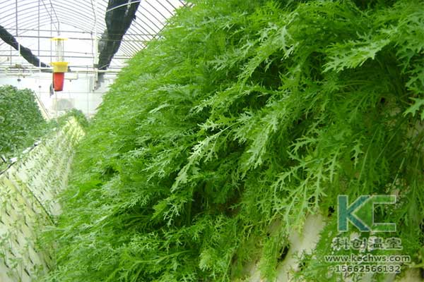 無(wú)土栽培，無(wú)土栽培技術(shù)，無(wú)土栽培設(shè)備