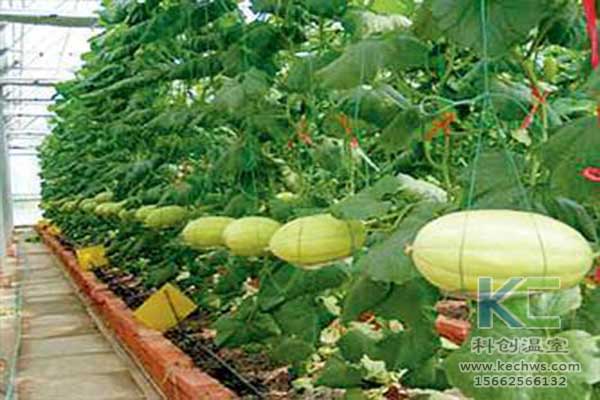 無土栽培，無土栽培技術，無土栽培設備