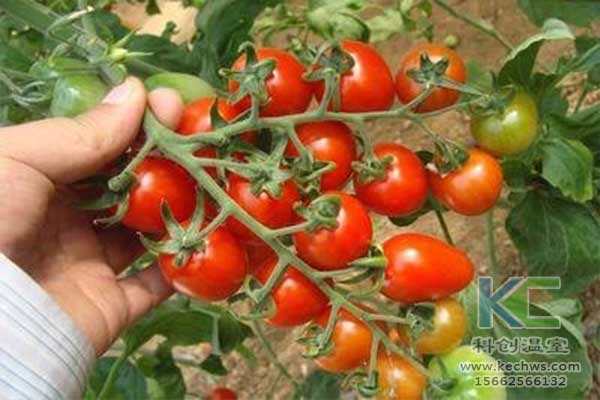 無土栽培，無土栽培技術，無土栽培設備