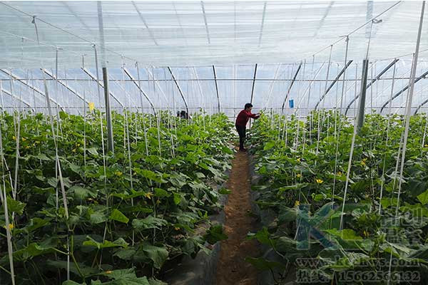 無土栽培，無土栽培技術，無土栽培設備