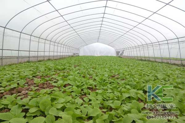 無土栽培,無土栽培技術(shù),無土栽培設(shè)備