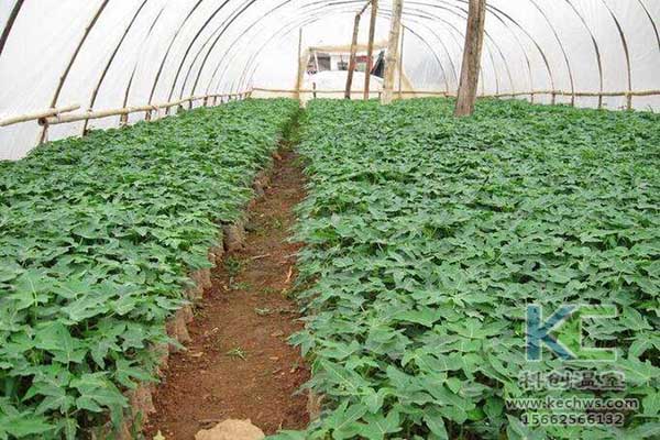 無土栽培，無土栽培技術(shù)，無土栽培設(shè)備