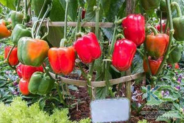 無土栽培，無土栽培技術(shù)，無土栽培設(shè)備