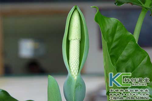 無土栽培，無土栽培技術，無土栽培設備