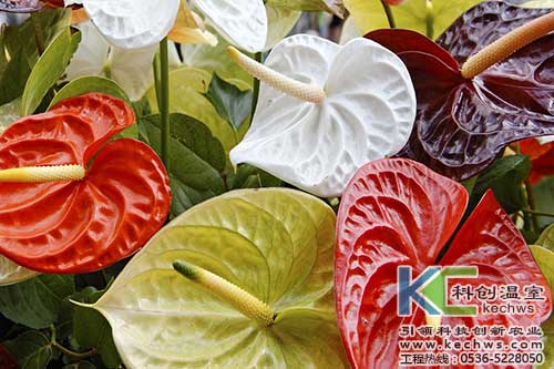 無土栽培，無土栽培技術，無土栽培設備