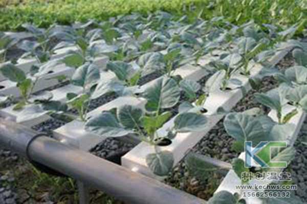 無土栽培，無土栽培技術，無土栽培設備