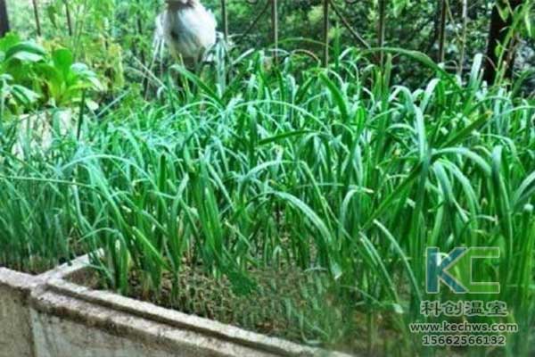 無土栽培，無土栽培技術，無土栽培設備