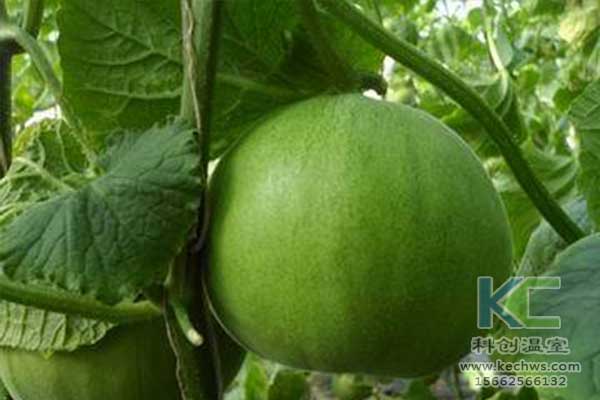 無土栽培，無土栽培技術(shù)