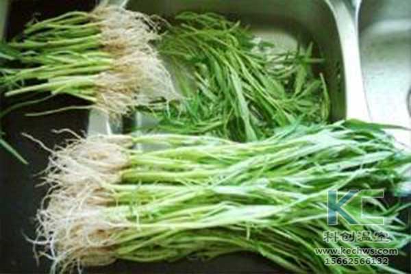 無(wú)土栽培，無(wú)土栽培技術(shù)