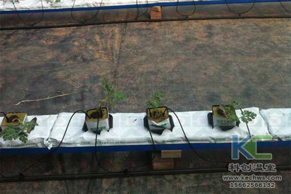 無土栽培，無土栽培技術，無土栽培設備