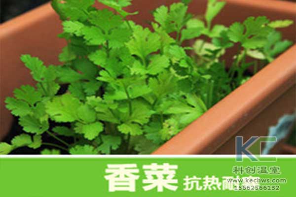 無土栽培，無土栽培技術，無土栽培設備