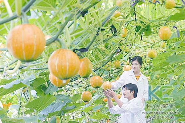 無土栽培，無土栽培技術，無土栽培設備