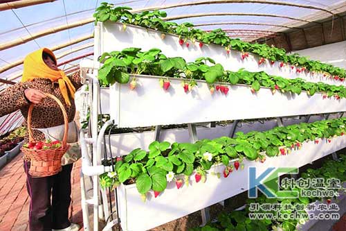 無土栽培，無土栽培技術，無土栽培設備