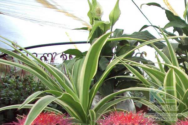 無土栽培，無土栽培技術