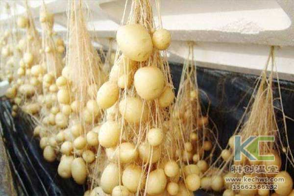 無土栽培，無土栽培技術，無土栽培設備