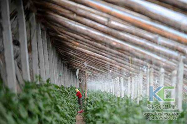 無土栽培，無土栽培技術，無土栽培設備