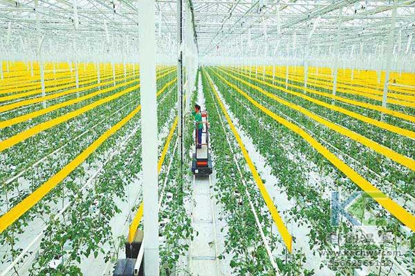 無土栽培，無土栽培技術，無土栽培設備