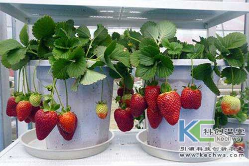 無土栽培，無土栽培技術(shù)，無土栽培設(shè)備