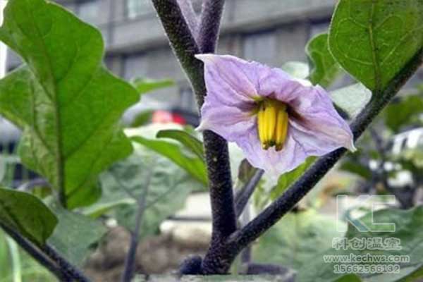 無土栽培，無土栽培技術，無土栽培設備