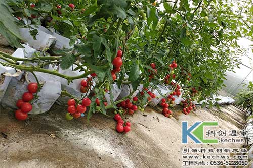 無土栽培，無土栽培技術(shù)