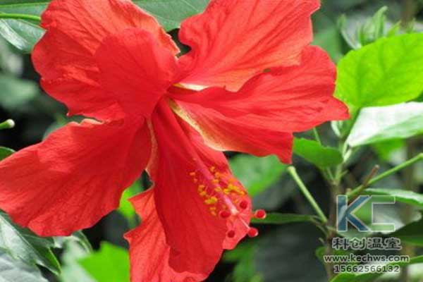 無(wú)土栽培，無(wú)土栽培技術(shù)，無(wú)土栽培設(shè)備