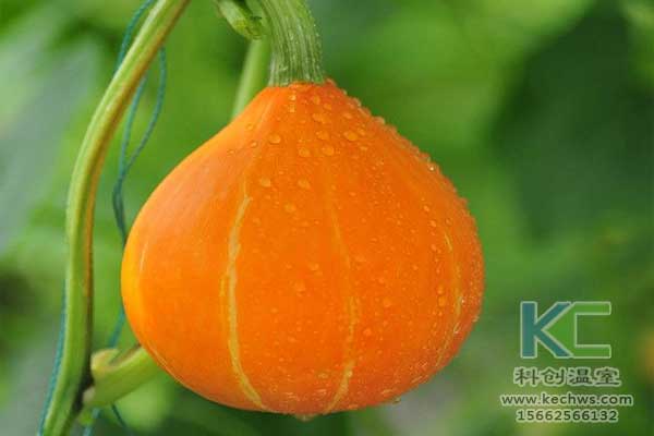 無土栽培，無土栽培技術，無土栽培設備