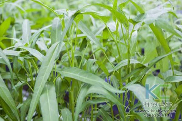 無土栽培，無土栽培技術