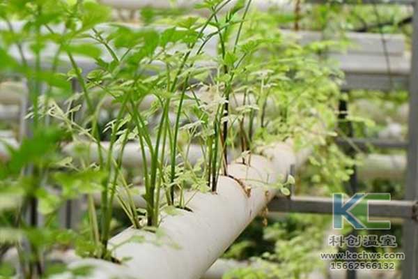 無土栽培，無土栽培技術(shù)，無土栽培設(shè)備