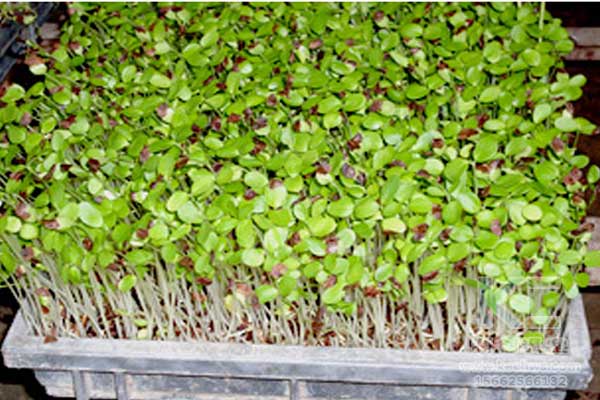 無土栽培，無土栽培技術，無土栽培設備