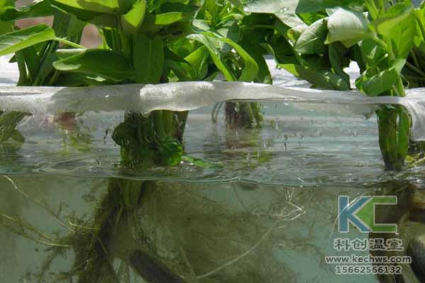 無土栽培技術，無土栽培設備，魚菜共生，溫室大棚