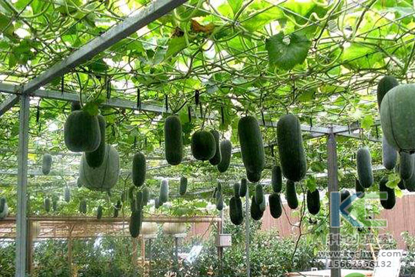 連棟溫室，無(wú)土栽培技術(shù)，栽培技術(shù)，無(wú)土栽培