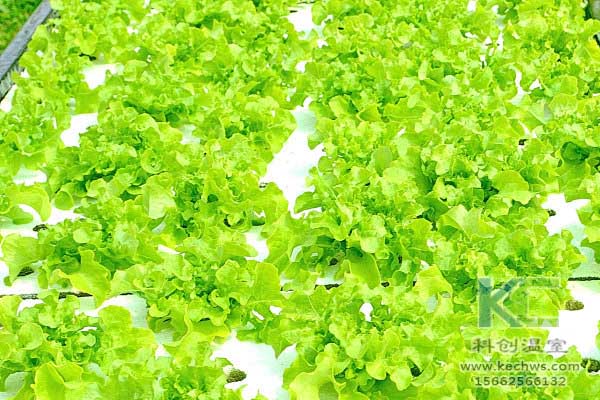 無土栽培，無土栽培技術(shù)，無土栽培設(shè)備，蔬菜栽培